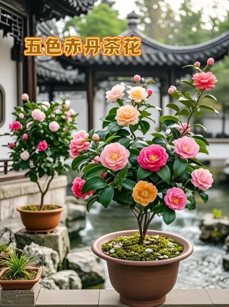茶花图片大全大图盆栽_茶花盆栽怎么养才开花