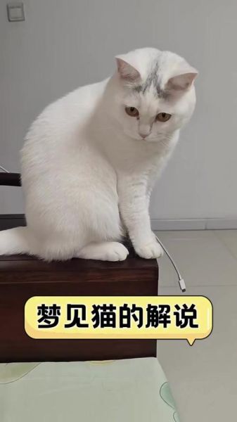 梦到一只白猫是什么意思_白猫入梦预示什么