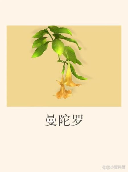 曼陀罗图片大全_曼陀罗花语是什么