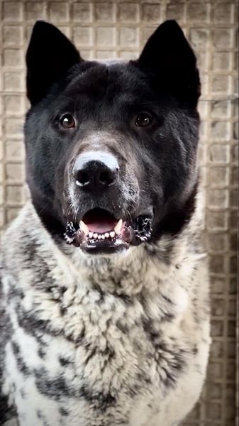 富贵狗图片大全_如何挑选高清图