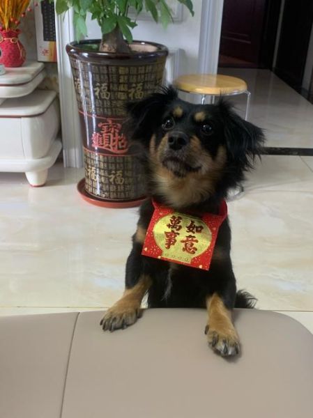 富贵狗图片大全_如何挑选高清图