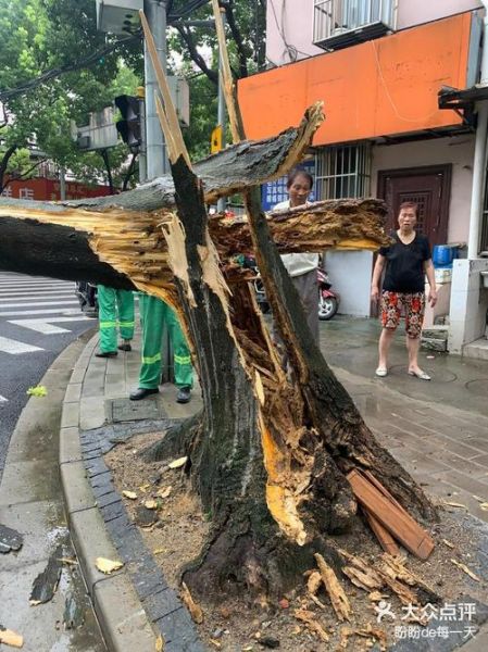 梦到大树倒了是什么意思_大树倒了的梦境解析