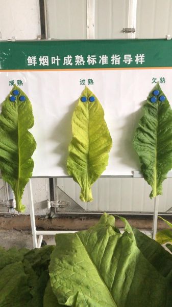烟叶图片大全_烟叶种类有哪些