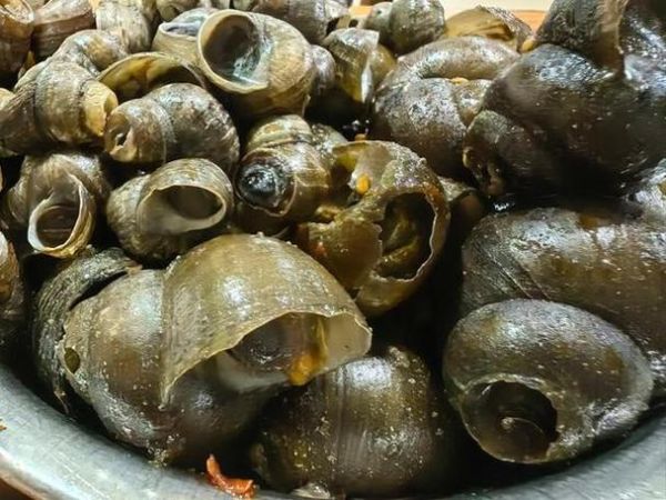 梦到田螺是什么意思_梦见田螺是吉是凶