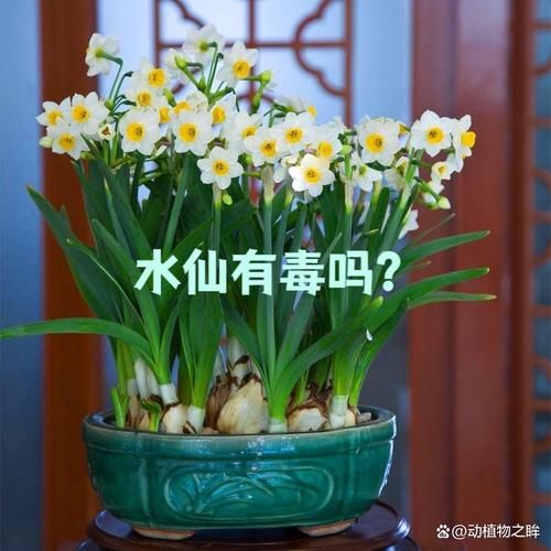 水仙图片大全_如何挑选高清水仙图