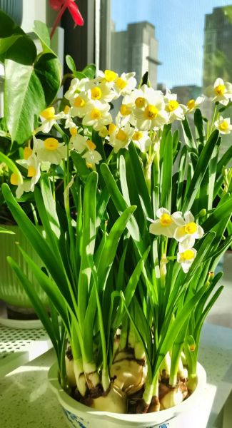 水仙图片大全_如何挑选高清水仙图