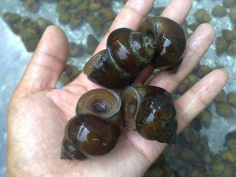 梦到捡田螺是什么意思_梦见捡田螺好不好