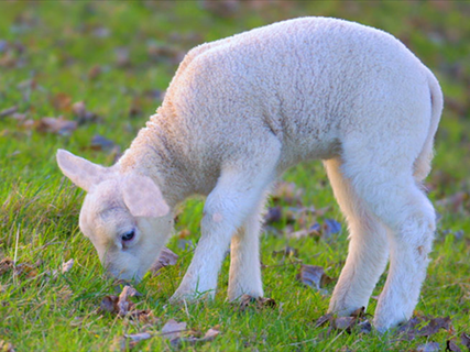 梦到白羊是什么意思_梦到白羊预示什么