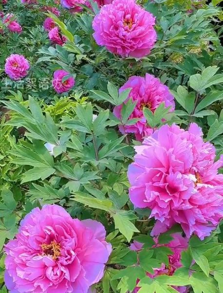 牡丹花下迅雷下载_牡丹花下迅雷下载安全吗