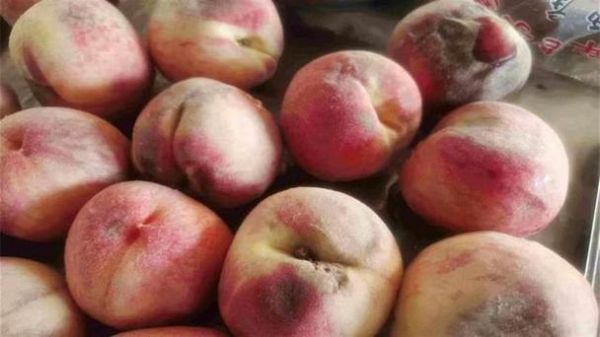 梦到摘大桃子是什么意思_梦见摘桃子预示什么