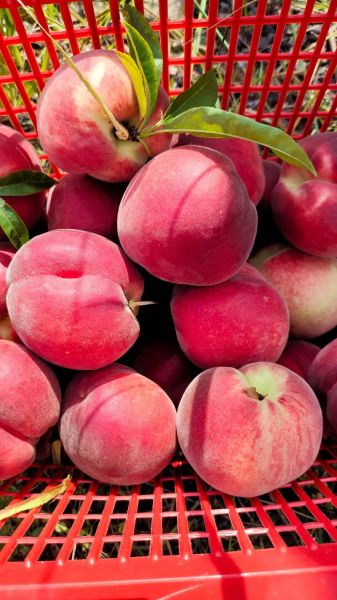 梦到摘大桃子是什么意思_梦见摘桃子预示什么