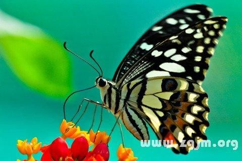孕妇梦到蝴蝶是什么意思_孕妇梦见蝴蝶预示生男生女