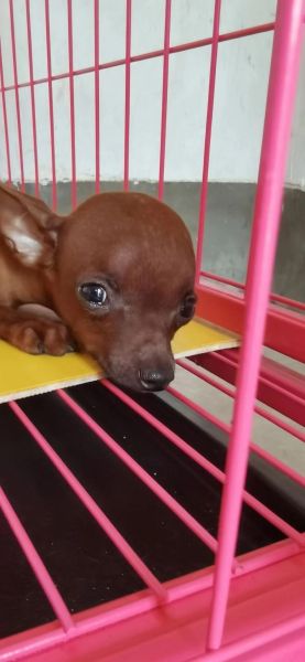 小鹿犬图片大全_小鹿犬为什么这么可爱