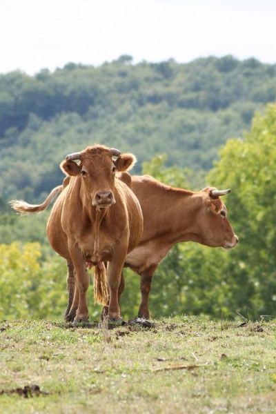 牛图片大全_牛图片高清壁纸怎么找