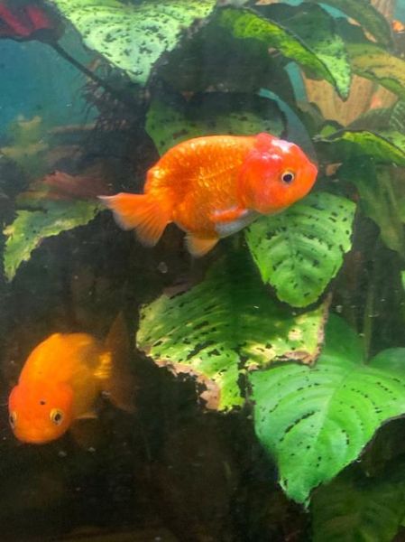 鱼儿图片大全_如何挑选高清鱼儿图片