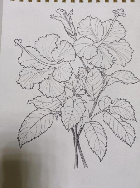 手绘花图片大全_如何挑选适合的手绘花素材