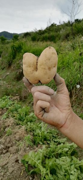 野洋芋图片大全_野洋芋长什么样