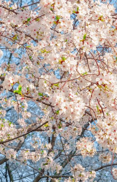 樱花图片大全_如何拍摄樱花最美