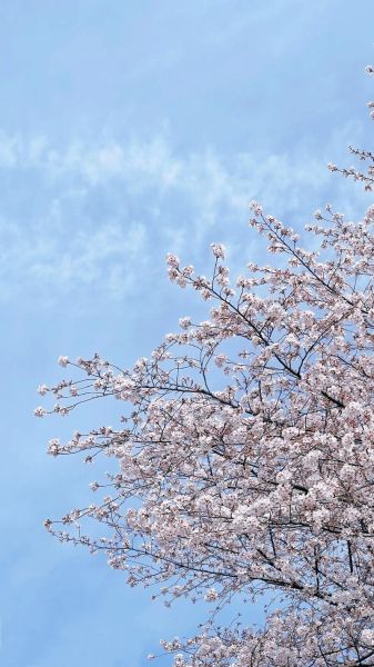 樱花图片大全_如何拍摄樱花最美