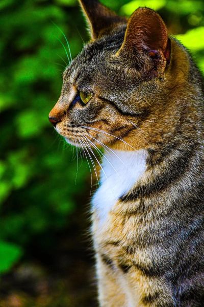 小猫的图片大全_哪里找高清无水印