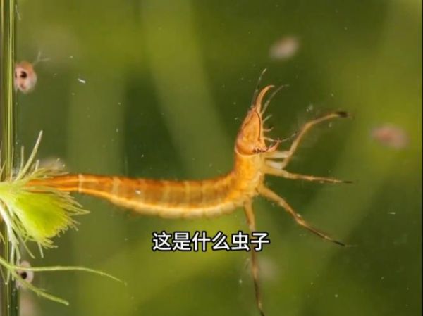 水虫子图片大全_水里的虫子有哪些种类