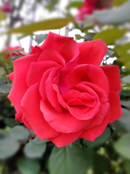 月季花图片大全大图_如何挑选高清月季图