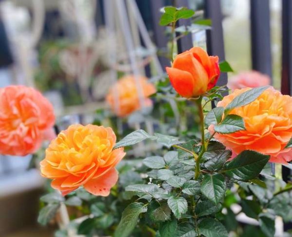 月季花图片大全大图_如何挑选高清月季图