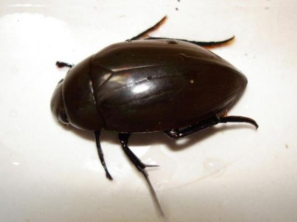 水虫子图片大全_水里的虫子有哪些种类