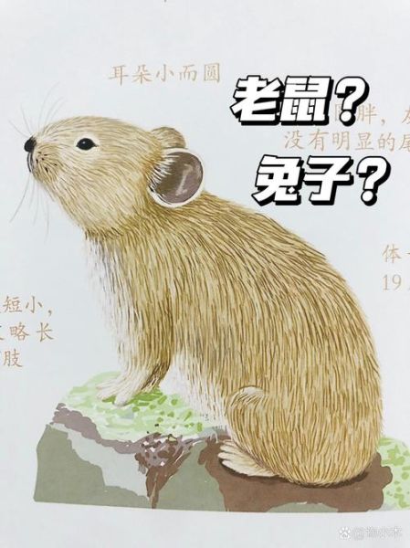 梦到老鼠和兔子_有什么预兆