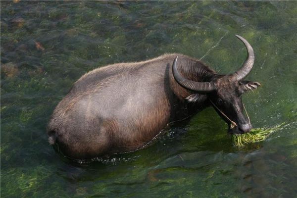 水牛图片大全_水牛高清图哪里找