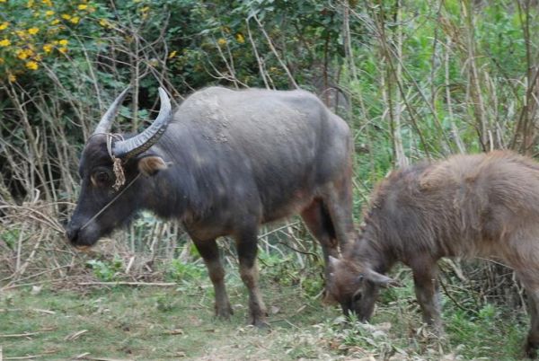水牛图片大全_水牛高清图哪里找