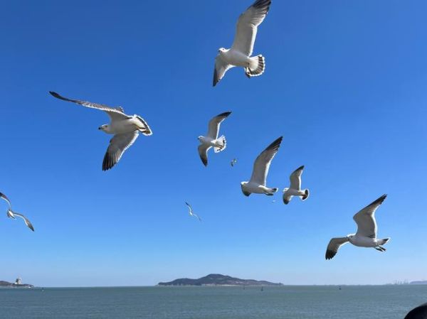 海鸥图片大全大图哪里找_如何免费下载高清