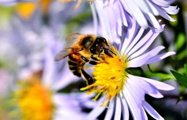 梦到好多蜜蜂_周公解梦准吗