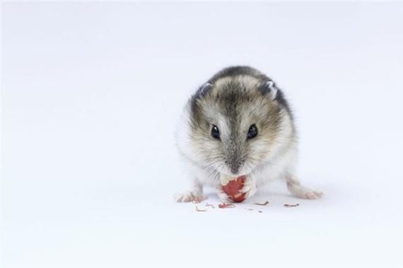 梦到家里进老鼠_是什么预兆