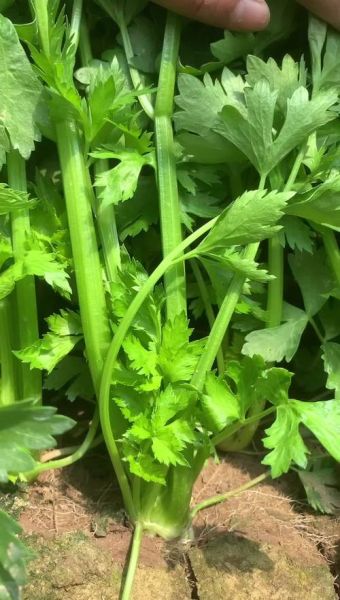 梦到芹菜是什么意思_梦见芹菜预示什么