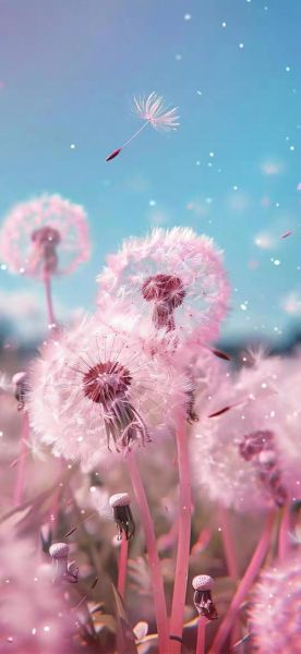 蒲公英图片大全_蒲公英高清壁纸哪里找