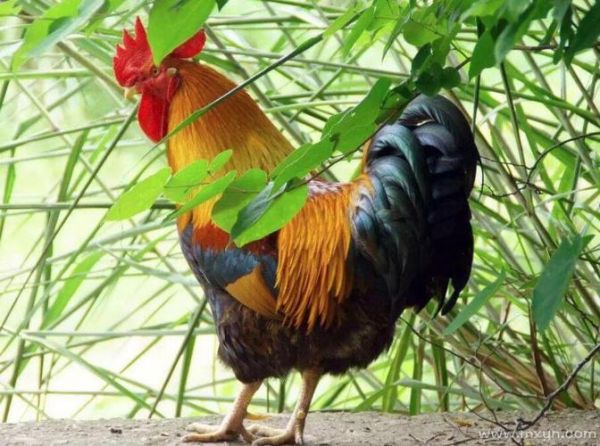 梦到吃鸡肉是什么意思_周公解梦原版解析