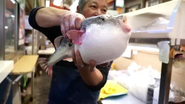 河豚图片大全_河豚有毒吗