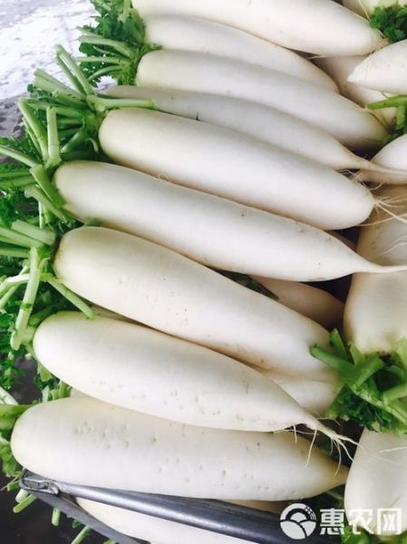 白萝卜图片大全_白萝卜怎么挑选