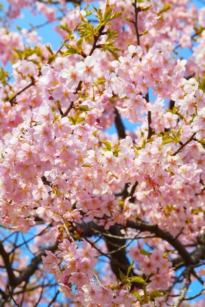 樱花图片大全大图哪里找_如何免费下载高清樱花大图