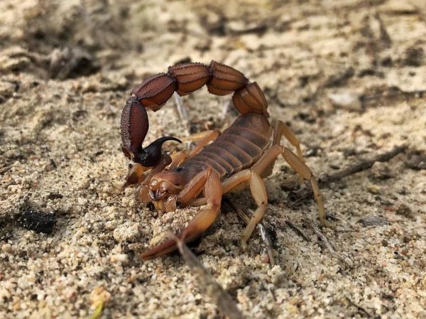 梦到蝎子是什么意思_梦见蝎子预示什么