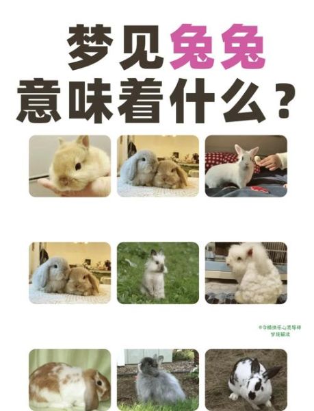 梦到一窝兔子是什么意思_梦见一窝兔子好不好