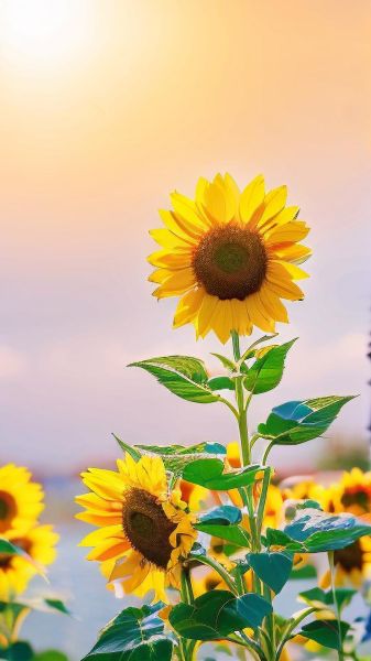 积极图片大全_如何挑选正能量壁纸