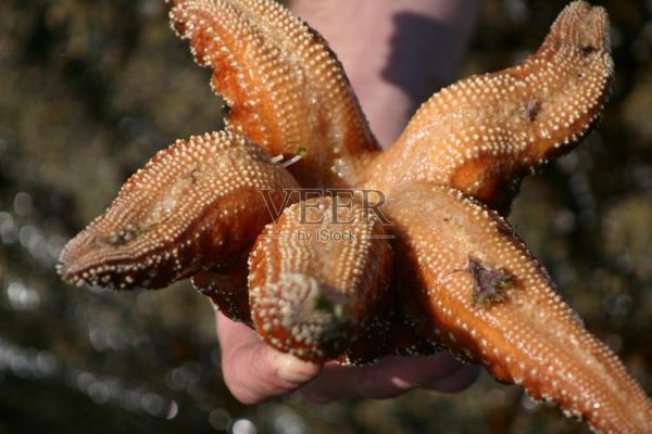 海星图片大全大图_海星高清壁纸怎么下载