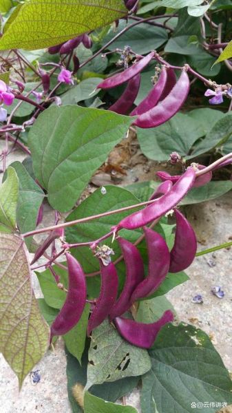 扁豆图片大全_扁豆品种怎么区分