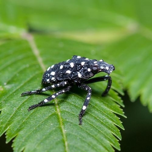 甲壳虫图片大全_甲壳虫高清壁纸怎么找