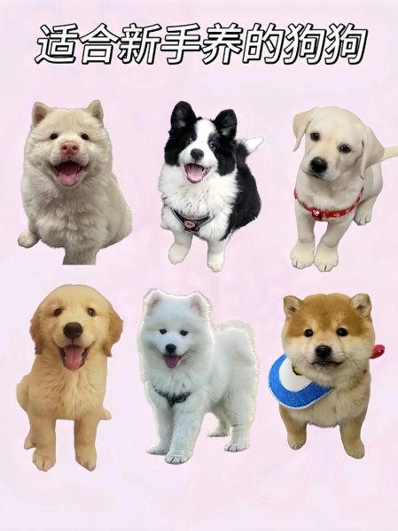 狗狗图片大全_可爱狗狗品种有哪些