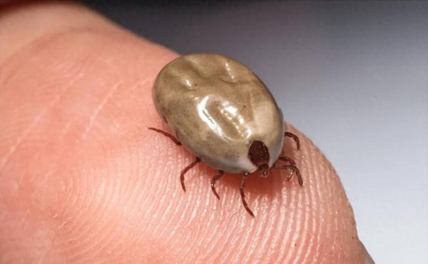 恐怖虫子图片大全_哪些虫子最吓人