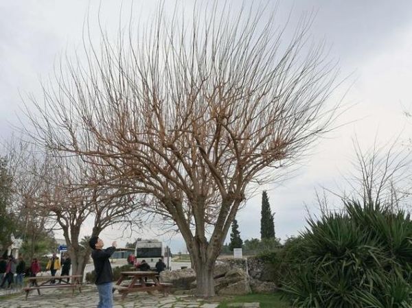 梦到无花果树结满果实_周公解梦准吗