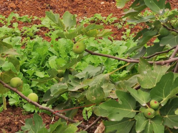 梦到无花果树结满果实_周公解梦准吗